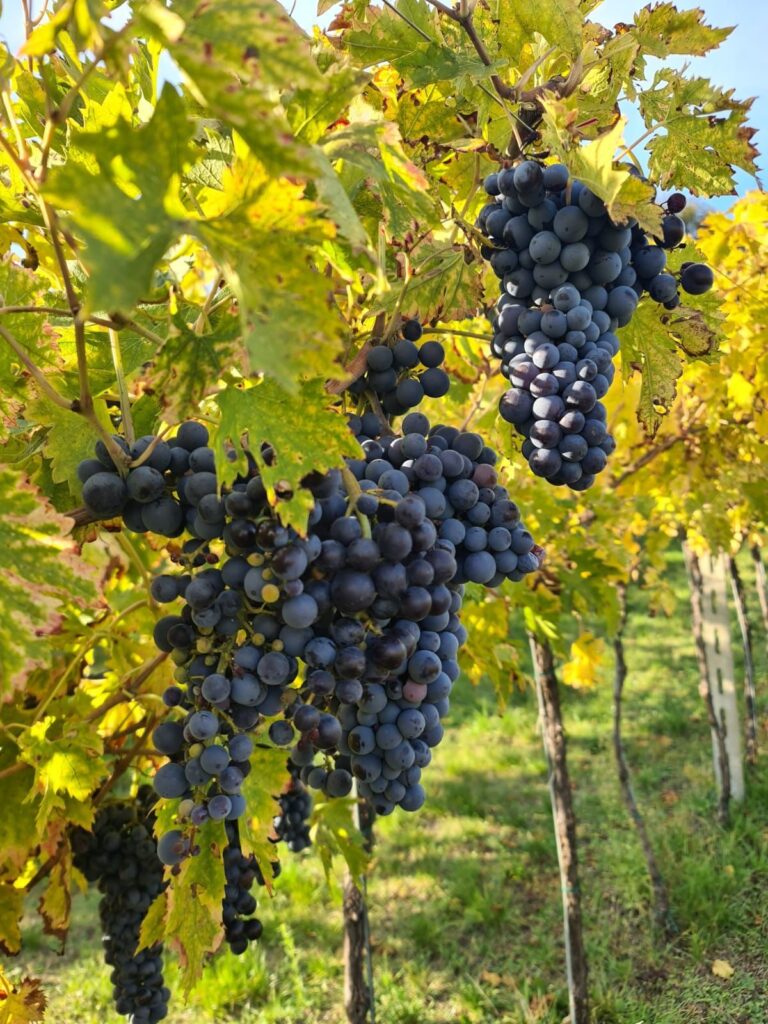 cantina Cà Pigneto