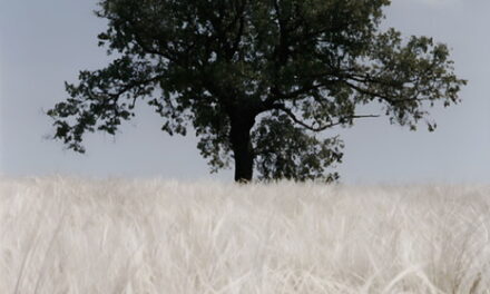 YOUR ROOTS, il progetto fotografico realizzato da THEMOIRè e Perimetro in occasione dell’Earth Day