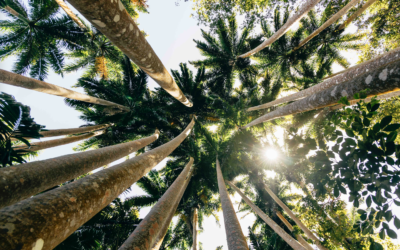 Sotto il cielo di Barbados: viaggio astrale alla scoperta delle meraviglie dell’isola