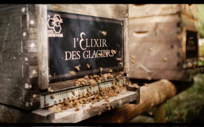 Giornata mondiale delle Api: L’Elixir des Glaciers ha donato oltre 320.000 euro per il sostegno dell’ecosistema delle api