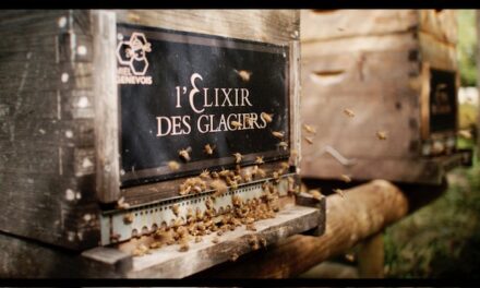 Giornata mondiale delle Api: L’Elixir des Glaciers ha donato oltre 320.000 euro per il sostegno dell’ecosistema delle api