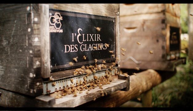 Giornata mondiale delle Api: L’Elixir des Glaciers ha donato oltre 320.000 euro per il sostegno dell’ecosistema delle api