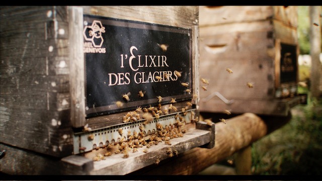 Giornata mondiale delle Api: L’Elixir des Glaciers ha donato oltre 320.000 euro per il sostegno dell’ecosistema delle api