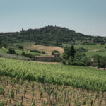 Tenute Talosa: il gioiello vitivinicolo nel cuore di Montepulciano