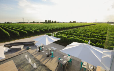Cantina Ventiventi: l’eccellenza enologica nel cuore dell’Emilia-Romagna