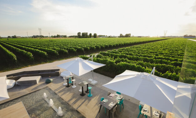 Cantina Ventiventi: l’eccellenza enologica nel cuore dell’Emilia-Romagna