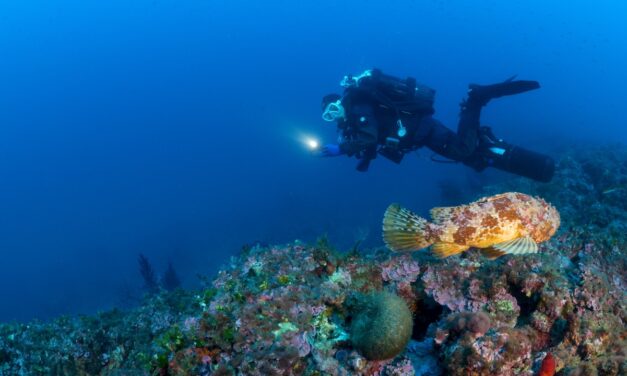 Bionike x Worldrise: si rinnova il progetto Sea For Tomorrow 2026